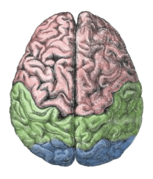 Diagram of the human brain.