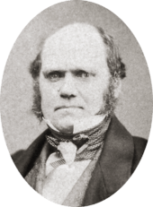 Studio photo showing Darwin's characteristic large forehead and bushy eyebrows with deep set eyes, pug nose and mouth set in a determined look. He is bald on top, with dark hair and long side whiskers but no beard or moustache.