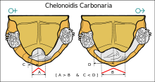 Diagram showing the differences in the anal scutes and tails of female and male red-footed tortoises