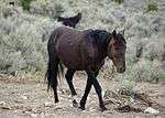 a dark-colored horse walking through sagebrush