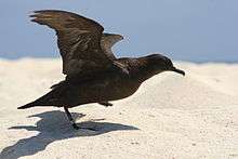  Dark brown bird with outstretched wings prepares to take off from sandy beach