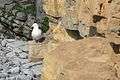 Cliffs at Tresilian Bay with Herring Gull - geograph.org.uk - 849392.jpg