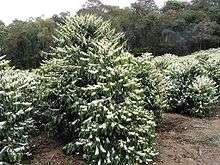 A cluster of bushes with drooping leaves and long chains of flowers sits in a clearing, surrounded by forest