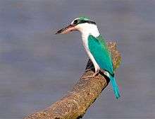 Collared kingfisher