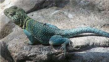 colorful lizard on a rock, looking alertly to camera