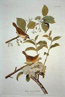 Common Yellowthroat in Birds of America