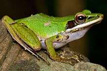 Copper-cheeked Frog