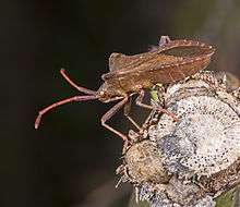 Lateral view showing Coreus marginatus feeding on a plant stem