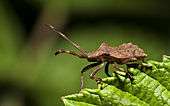 An older Coreus marginatus nymph on a leaf