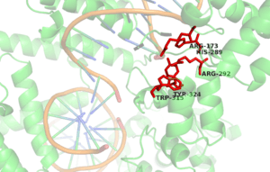 Cartoon model of Cre recombinase active site. The enzyme is bound to its substrate (DNA).