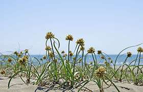 Nutsedge on dune