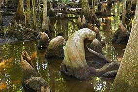 Cypress knees from the old growth Francis Beidler Forest.