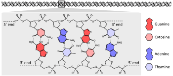 DNA chemical structure diagram showing how the double helix consists of two chains of sugar-phosphate backbone with bases pointing inwards and specifically base pairing A to T and C to G with hydrogen bonds.