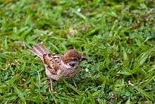 Eurasian tree sparrow