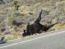 a dead cow laying on its back with all four limbs in the air