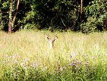 A buck in the middle of a prairie.