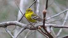 A yellow-and-green bird perches on a bare branch.