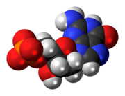 Space-filling model of the deoxyguanosine monophosphate anion