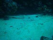 A ray lying on the bottom, partially buried in sand, next to a reef outcrop