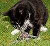 Black cat with white chest and feet eating a dead bird