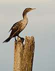 Double crested cormorant