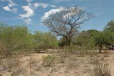 Picture of the western parts of Chaco, which are characterized by shrubs and low to medium forest cover