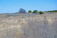 Dunes at Heckscher State Park