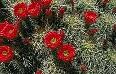 Echinocereus triglochidiatus