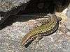 A lizard, Podarcis muralis