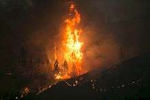 Photo of flames burning trees at night