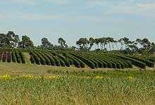 A picture shows a large area which is dedicated to the growing of instant hedge in rows, in different species at the Elveden Estate in East Anglia