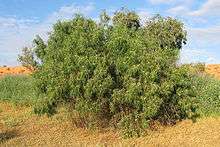 An emu bush growing in the desert