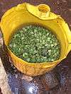 Hundreds of live stink bugs inside a bucket.