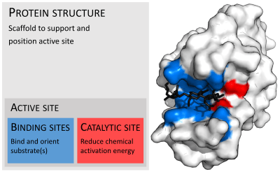 Lysozyme displayed as an opaque globular surface with a pronounced cleft which the substrate depicted as a stick diagram snuggly fits into