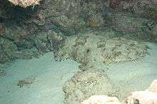 A species of carpet shark with a fringe around its chin, hiding its shadow