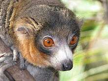 A close-up photo of a male mongoose lemur, showing its long snout and wet nose