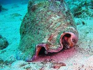 Live snail (on sandy bottom) from the front, showing eyestalks protruding from two large notches in the edge of the lip of the shell, which looks "mossy"