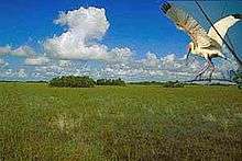 A white bird with black wingtips over green grass with trees in the distance