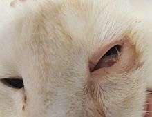 Vet.ophthalmologist Yastrebov O. St.Peterburg, Russia