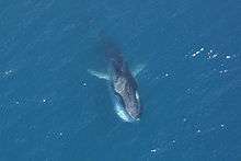 Photo of whale at surface