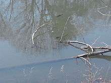 Several dark fish mill about between a partially submerged log and the shore of a brownish body of water.