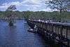 A fishing pier over the swamp