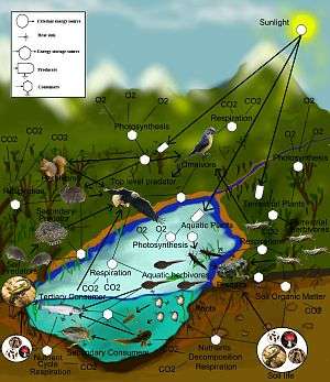 Diagram of the food cycle