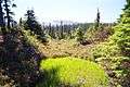 Forbidden Plateau, Strathcona Provincial Park 2.jpg