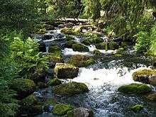 Mountain stream on Fulufjället