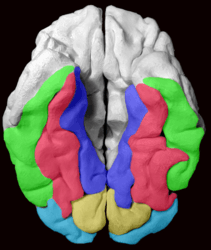 The Fusiform gyrus and all gyri adjacent to it, displayed on a 3D-printed brain of a healthy adult. As we view the brain from below, the right hemisphere is on the left side of the image