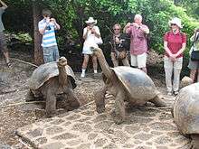 Two Galápagos tortoises occupy the foreground, apparently unconcerned by the presence of several tourists a few feet behind them. The tourists wear assorted sunglasses and sunhats, and most are taking pictures of the tortoises with their digital cameras.