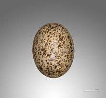 Egg