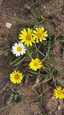 Gazania krebsiana03.jpg