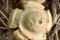 Overhead view of a tan to light brown fungus. A roughly spherical sac rests on a saucer-shaped ring of tissue that is attached to five thick strips of tissue. The top of the sac has a small opening that appears to be made of numerous small fibers. The whole structure lies on a bed of sticks and leaves.